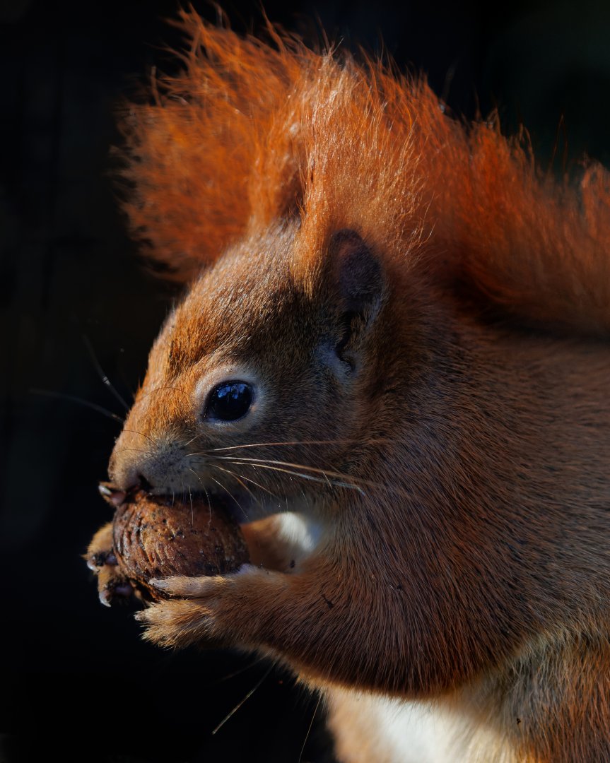 Red Squirrel / Pensthorpe / 29-11-21