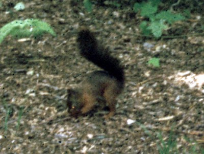 Red Squirrel (Sciurus vulgaris)