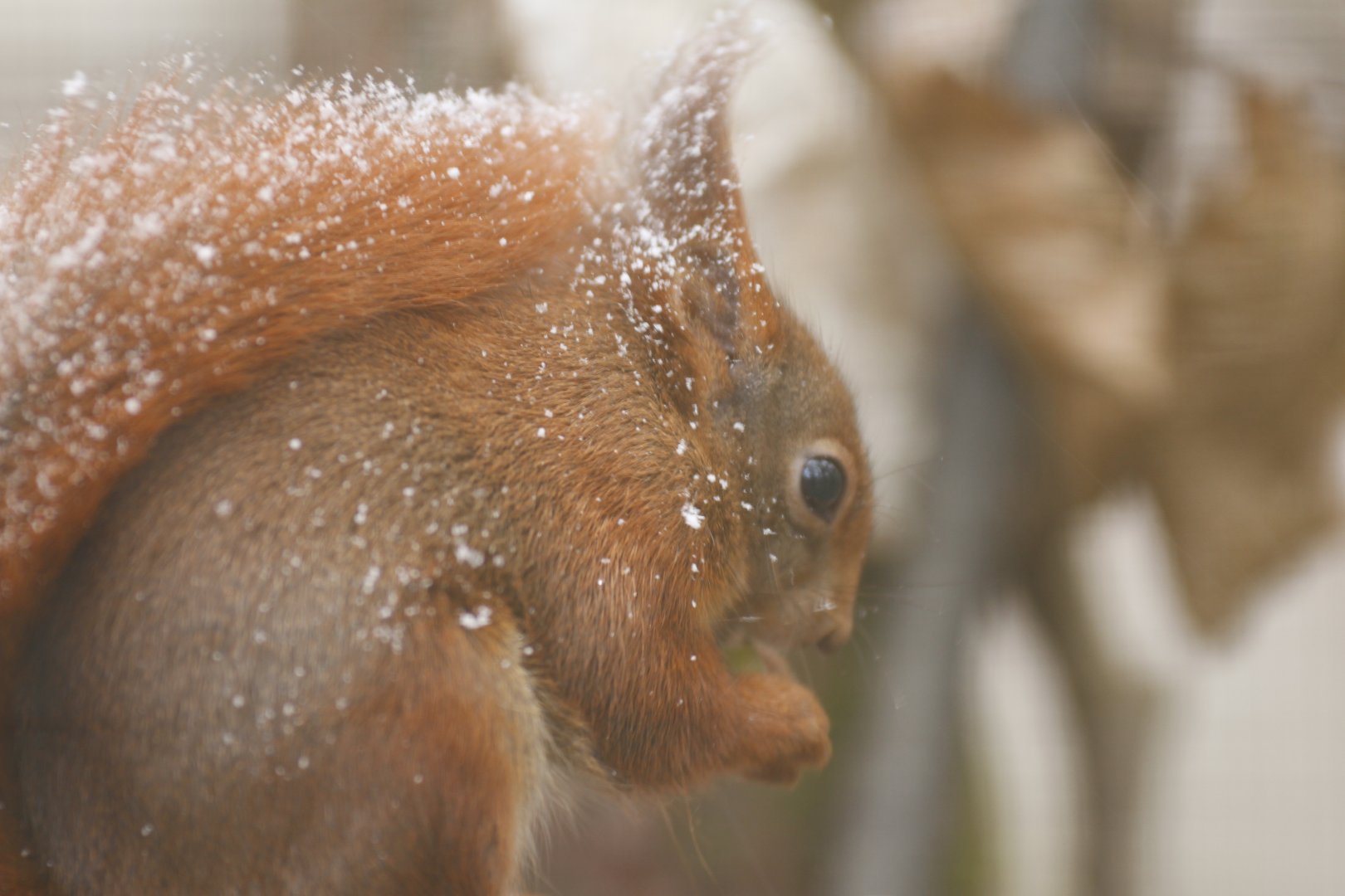Red squirrel (Sciurus vulgaris)