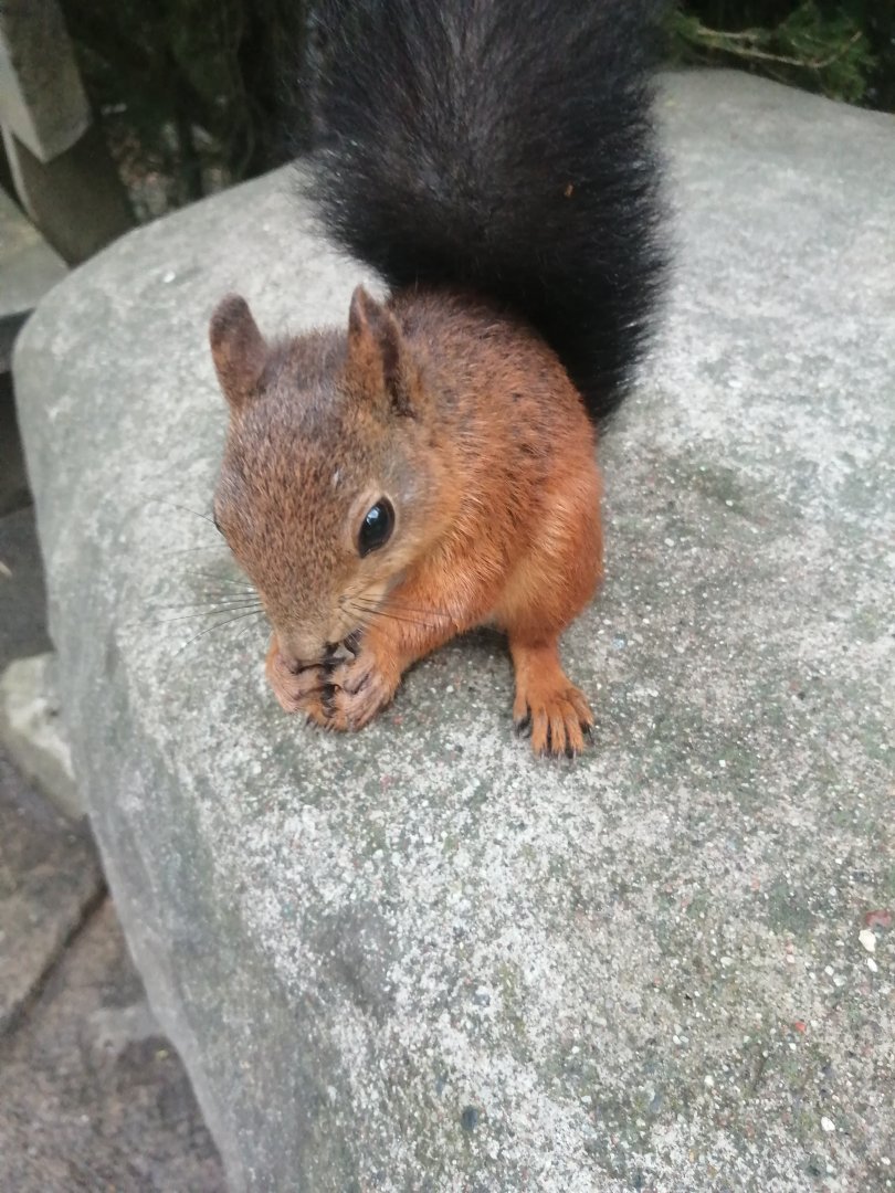 Red squirrel (Sciurus vulgaris)