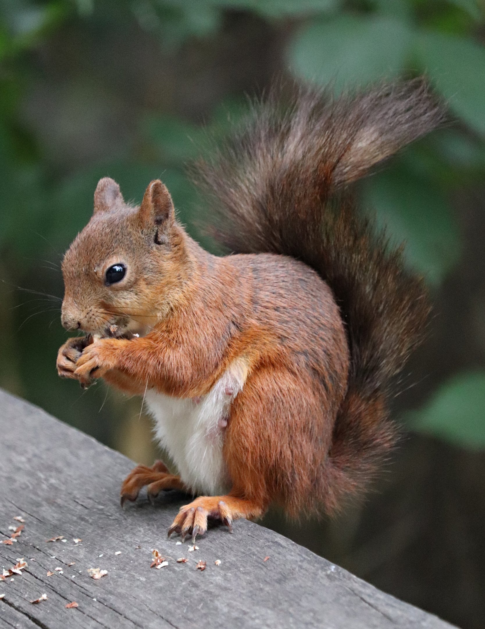 Red squirrel (Sciurus vulgaris)