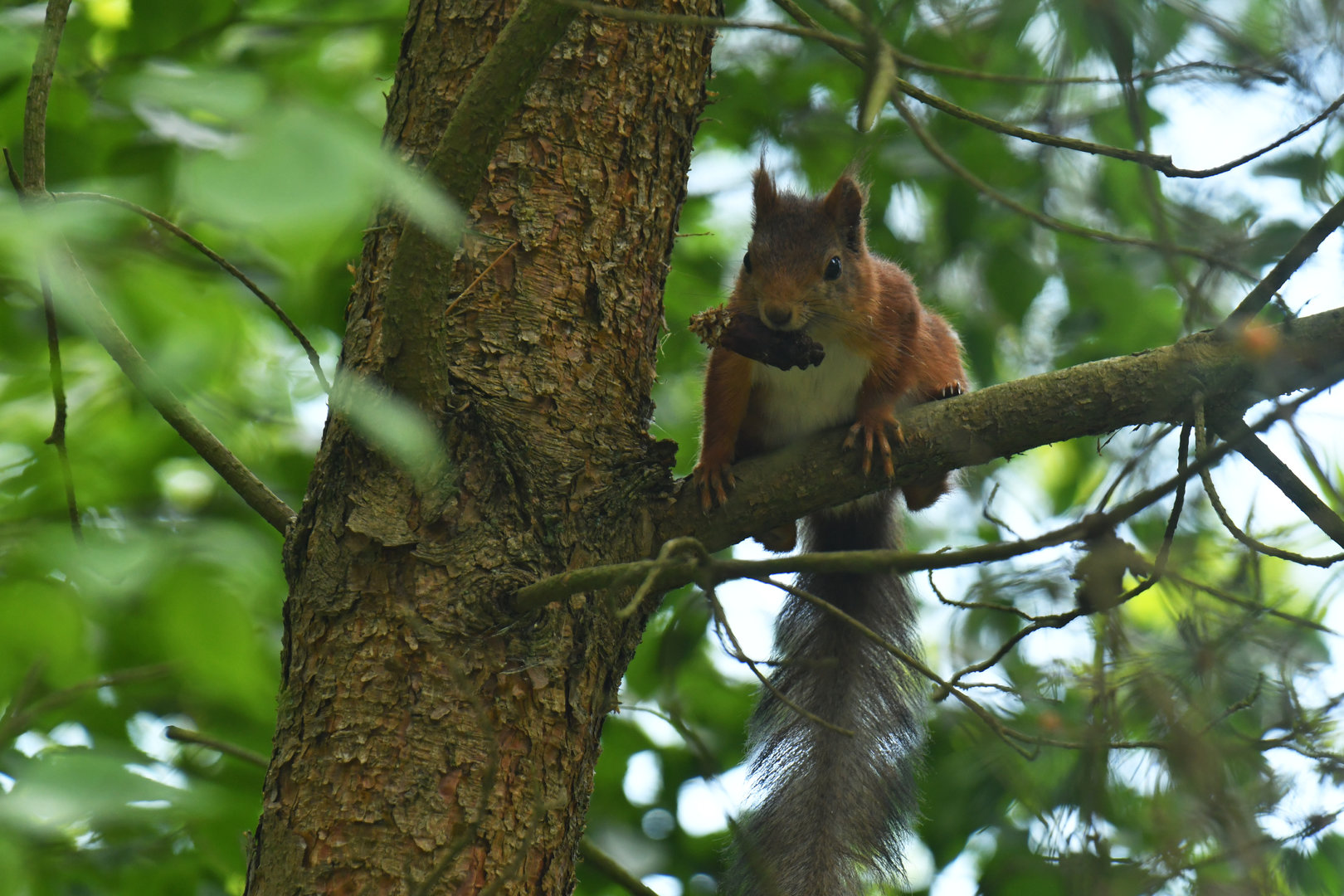Red squirrel (Sciurus vulgaris)