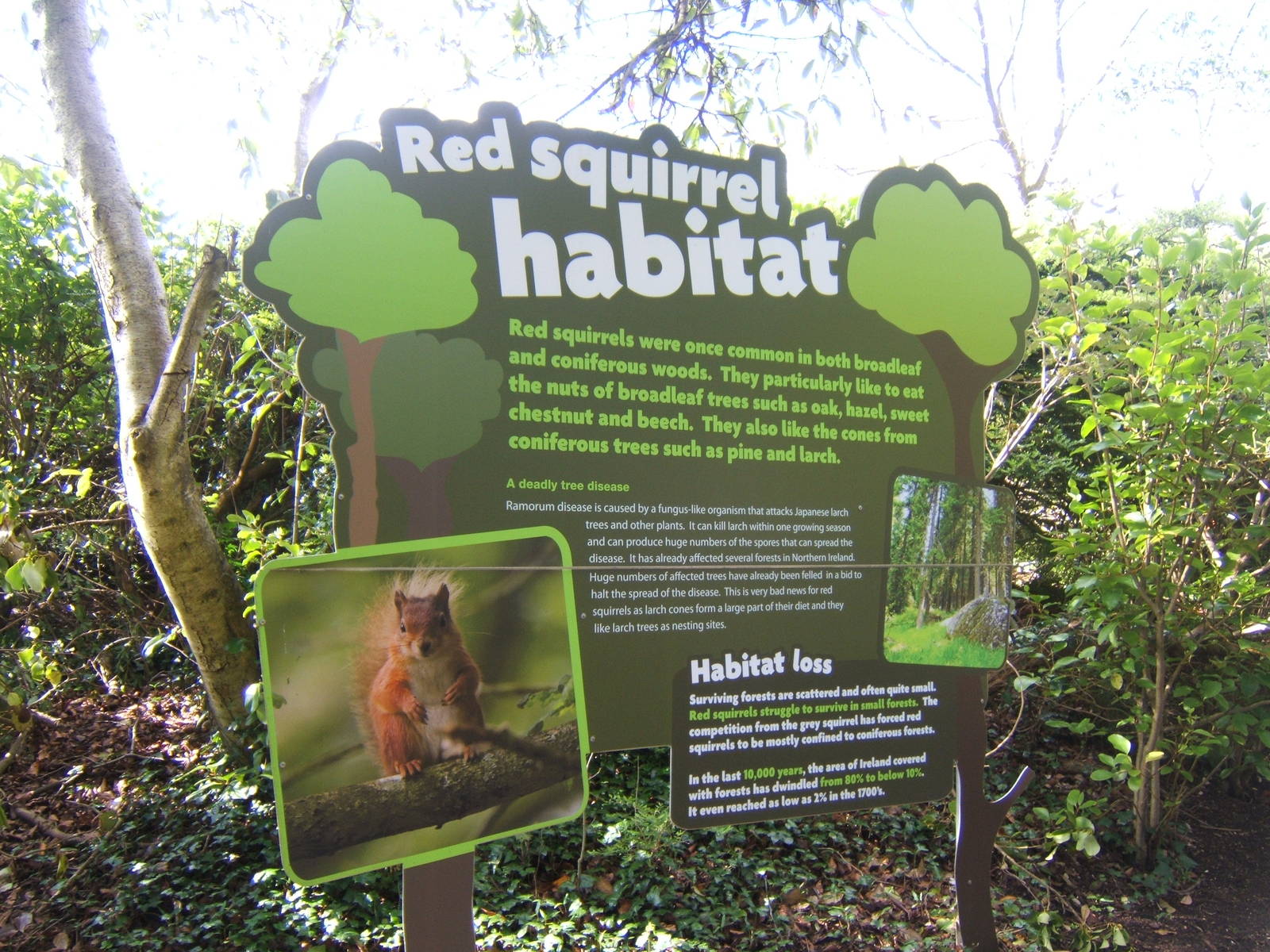 Red Squirrel sign