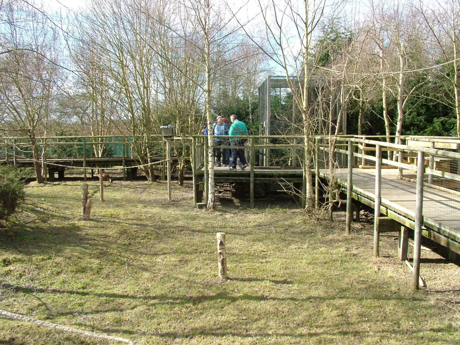 Red Squirrel walkthrough at the British Wildlife Centre 14/03/10