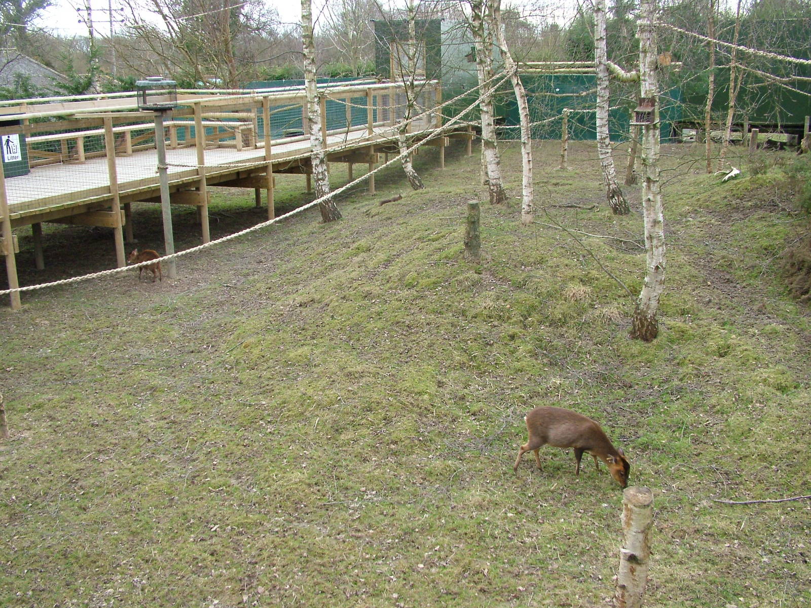 Red Squirrel walkthrough at the British Wildlife Centre 14/03/10