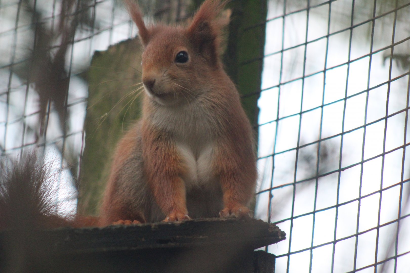 Red Squirrel watching his new home being built