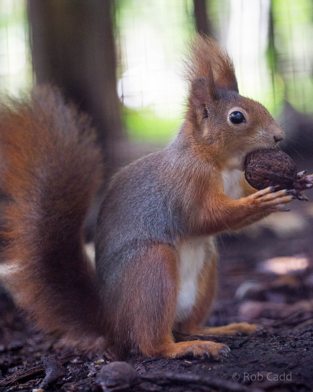 Red squirrel : Wildwood : 16 Oct 2014