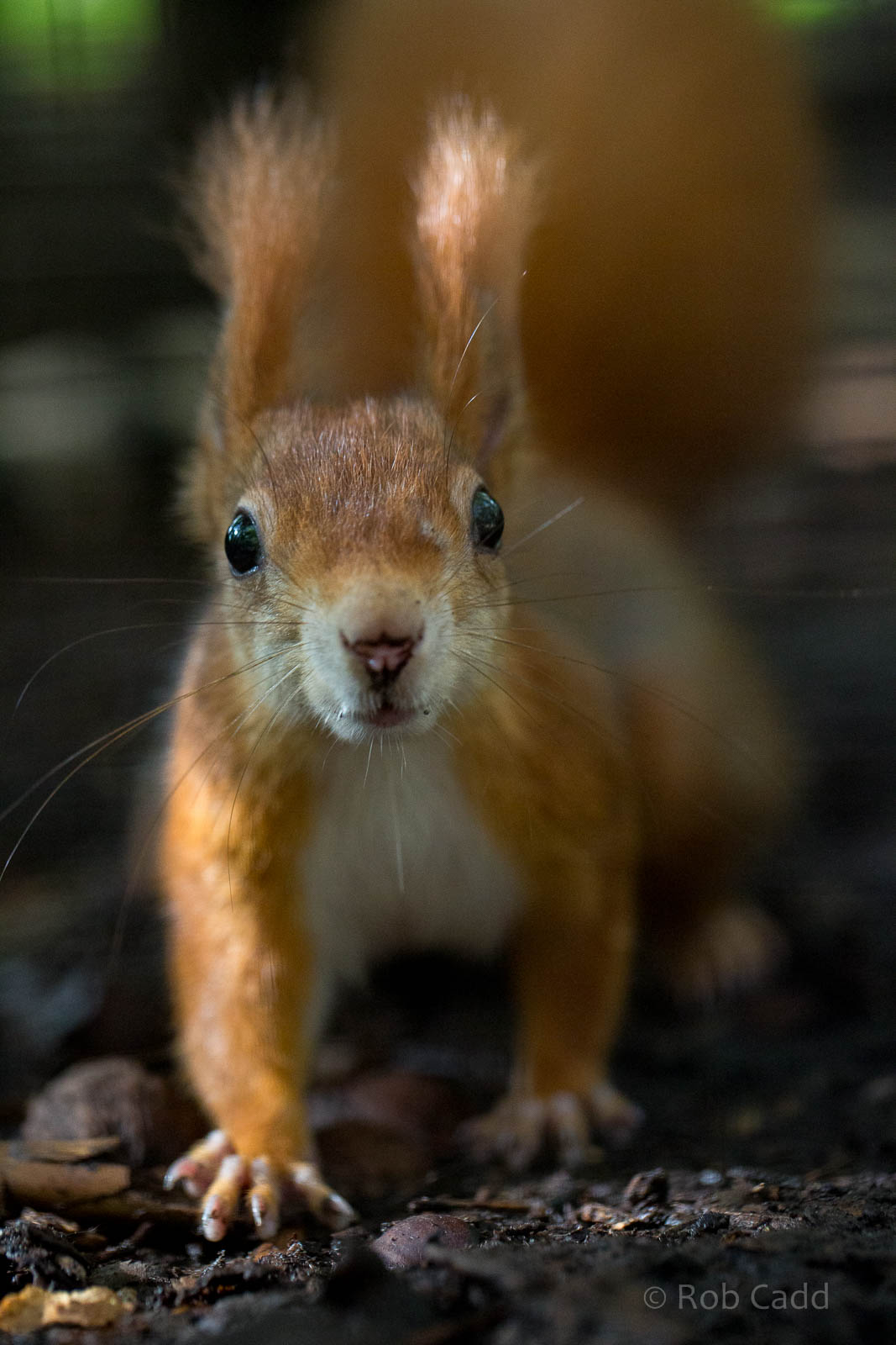 Red squirrel : Wildwood : 16 Oct 2014