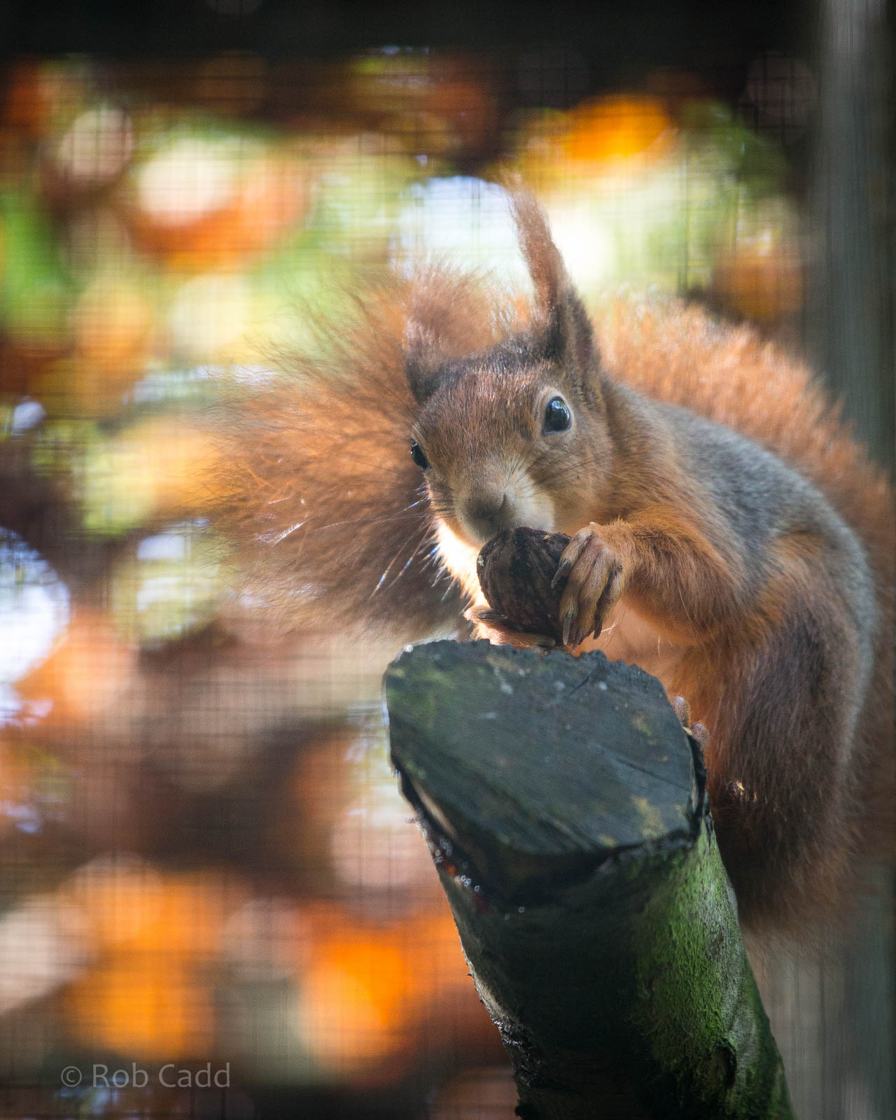 Red squirrel : Wildwood : 16 Oct 2014