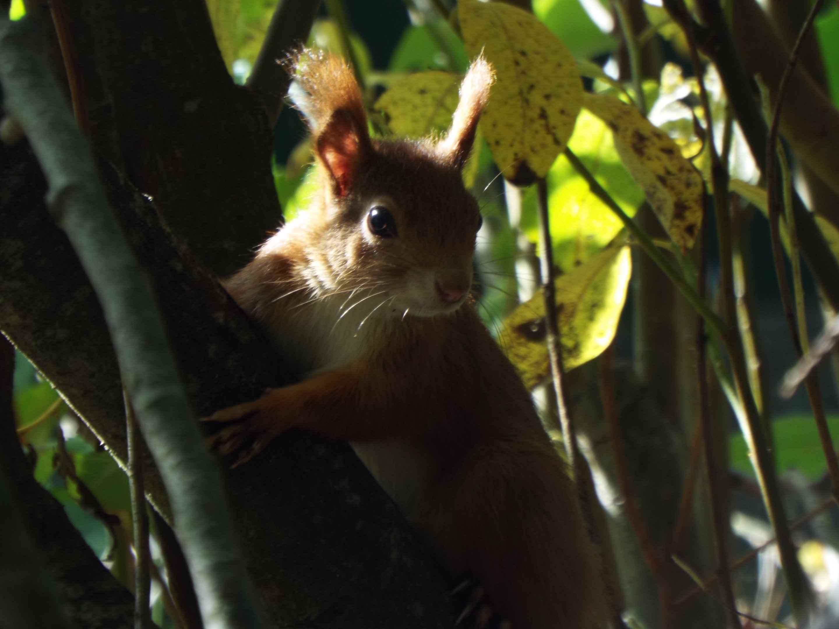Red Squirrel Wildwood Escot