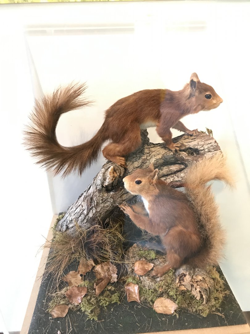Red squirrel (Yorkshire dales museum)