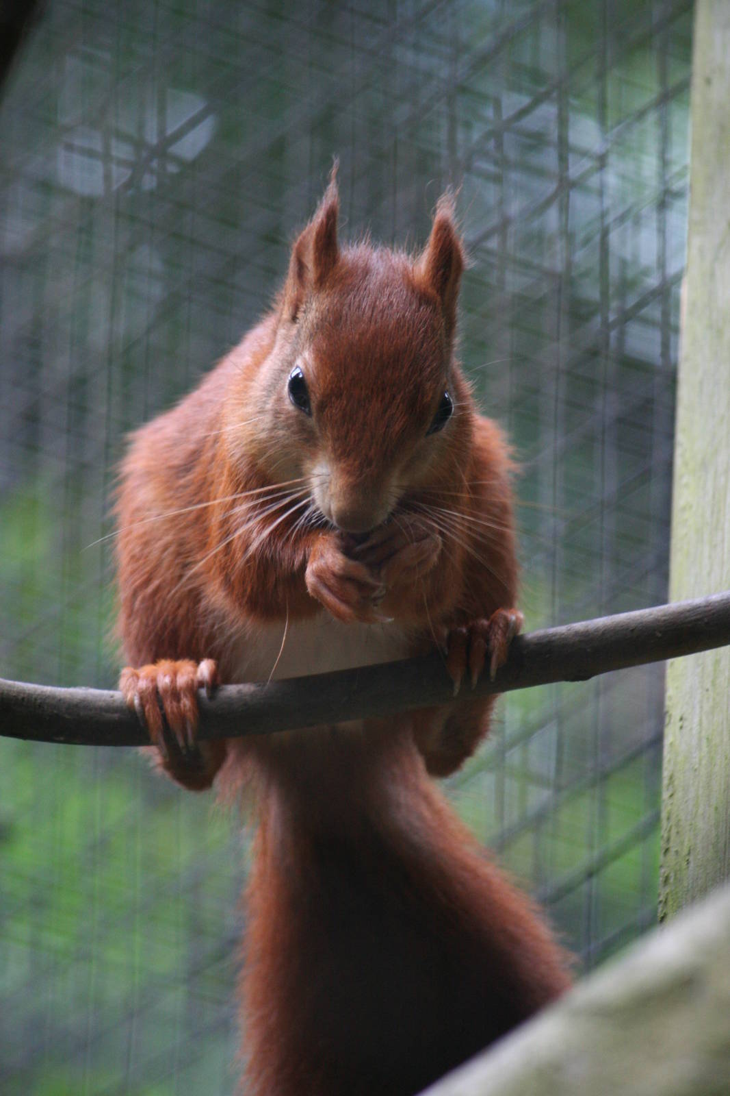 Red squirrel