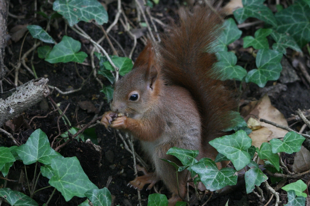 Red Squirrel