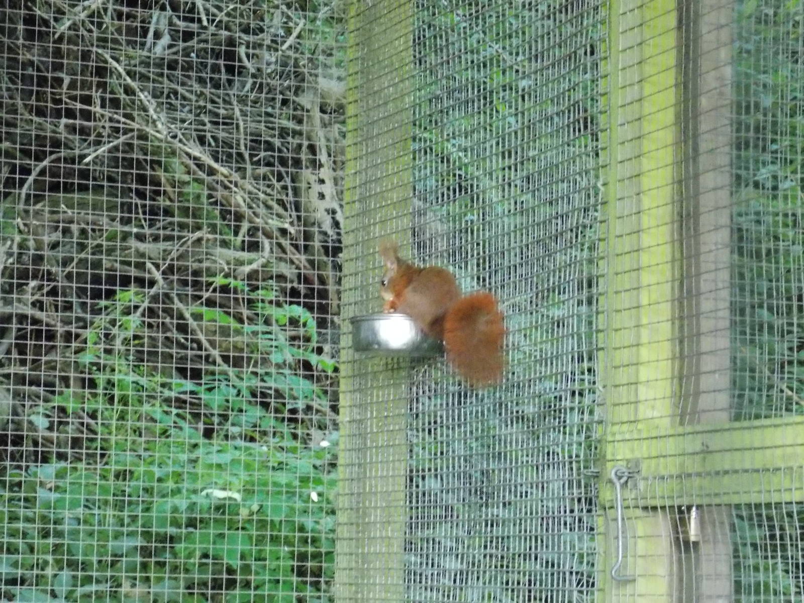 Red Squirrel