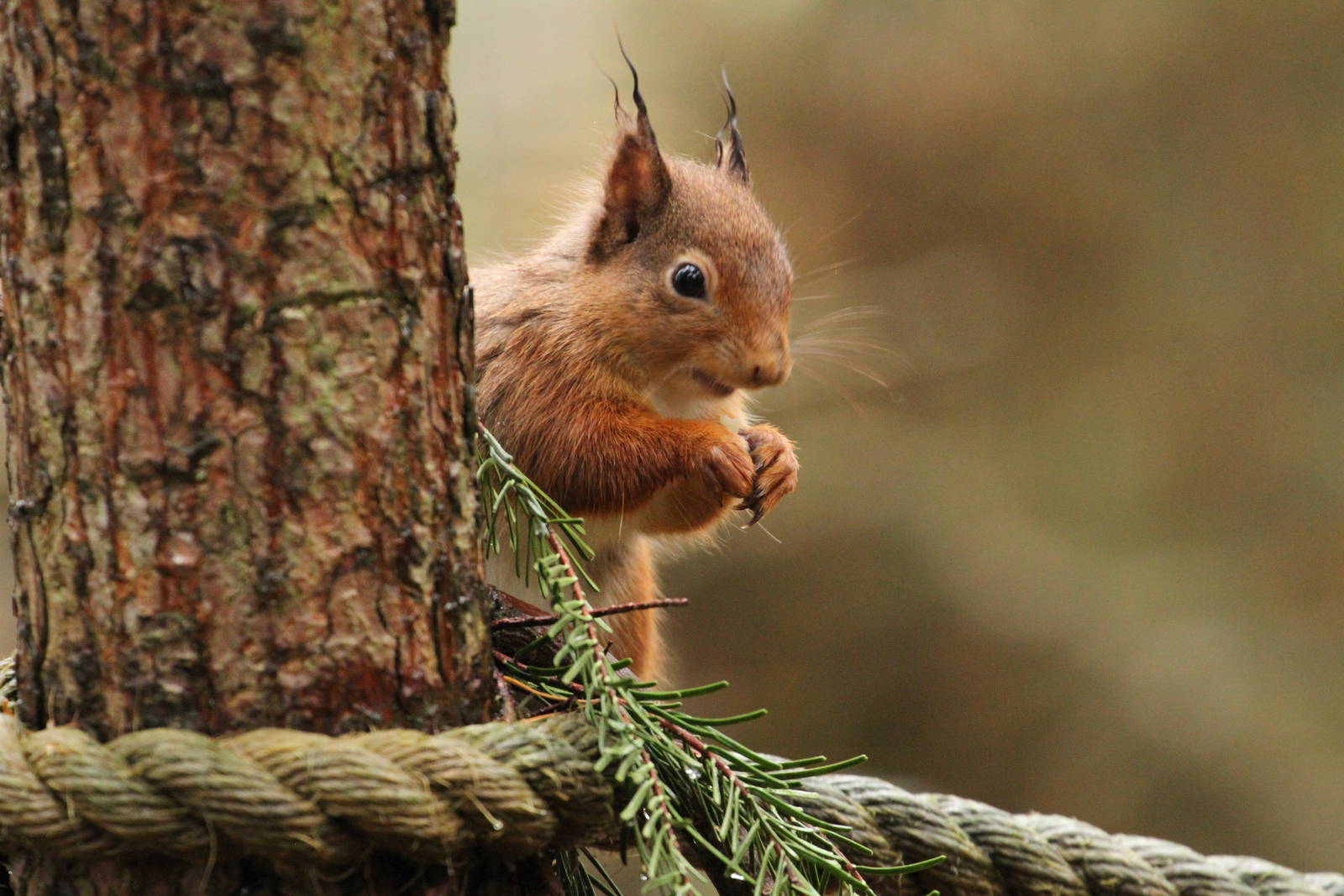 Red Squirrel