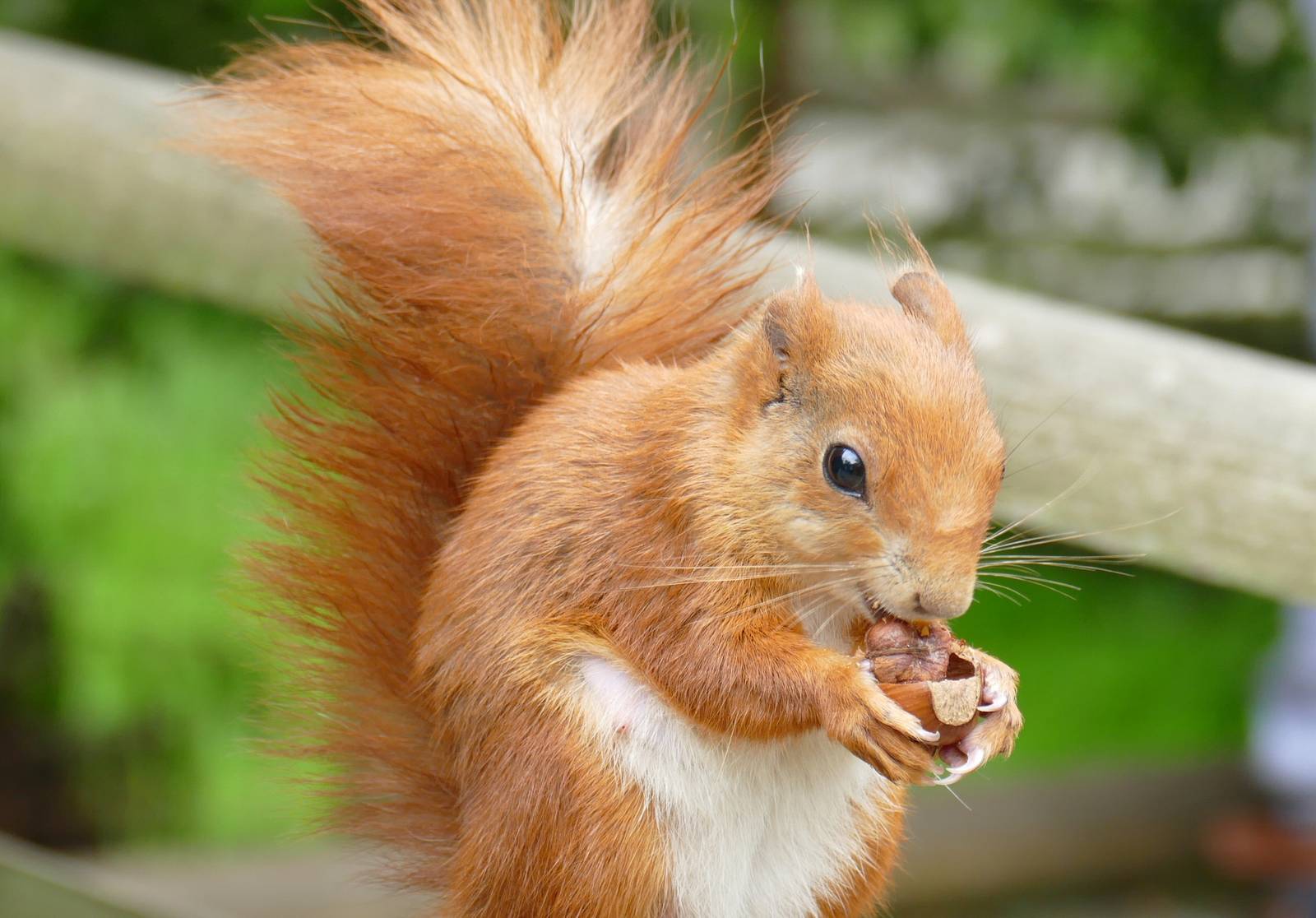Red Squirrel