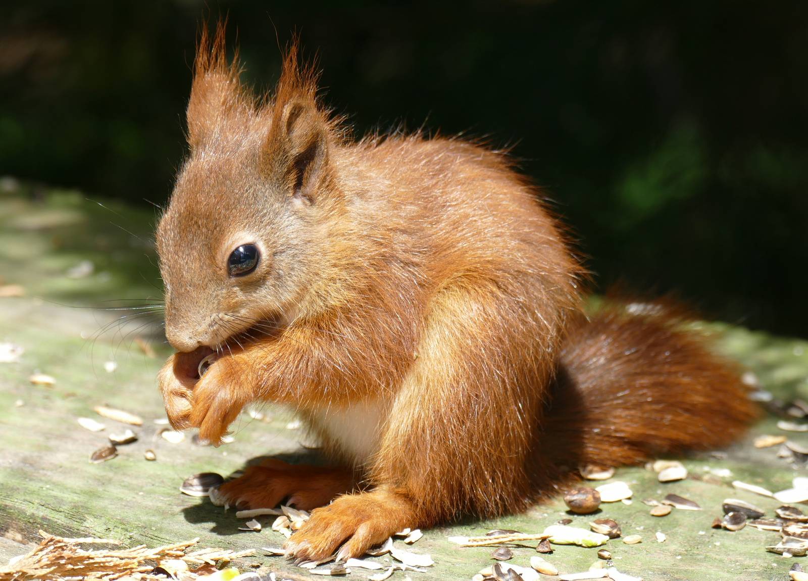 Red Squirrel