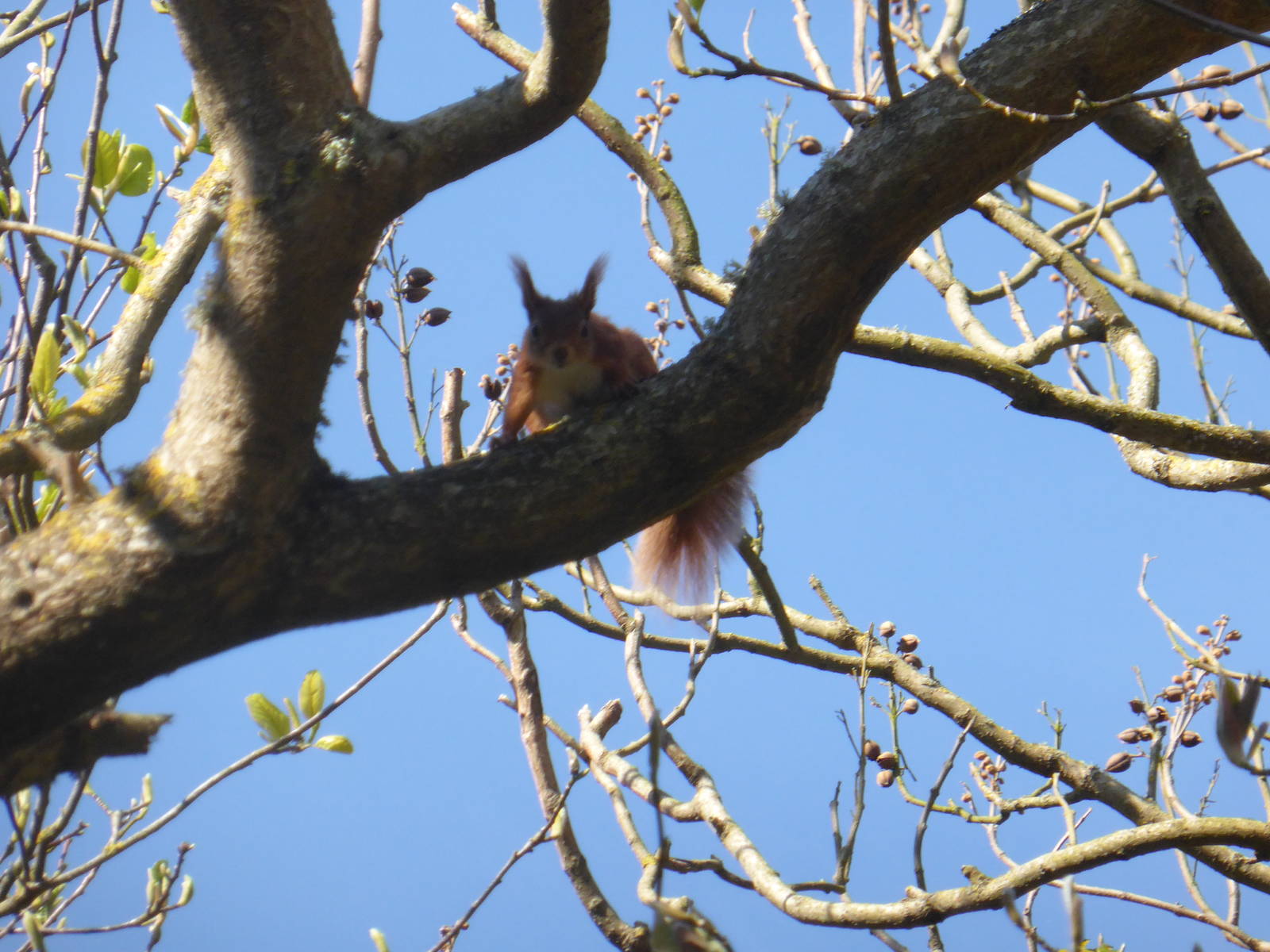 Red Squirrel .