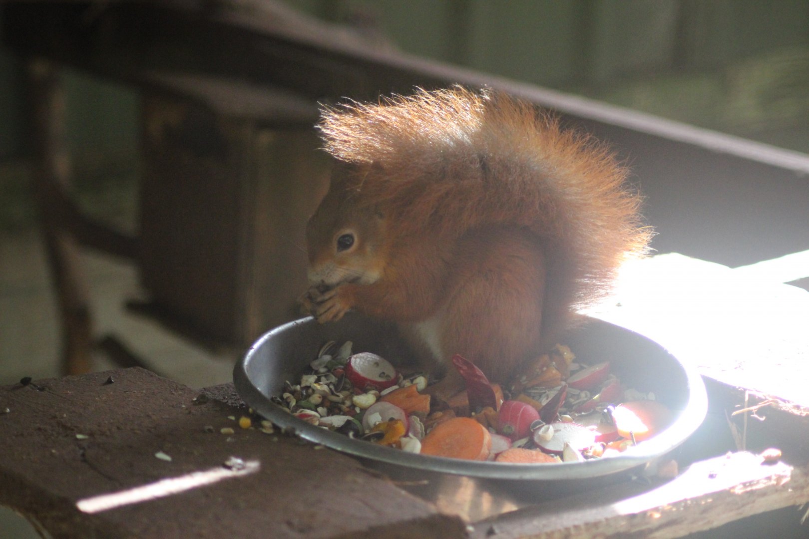 Red Squirrel