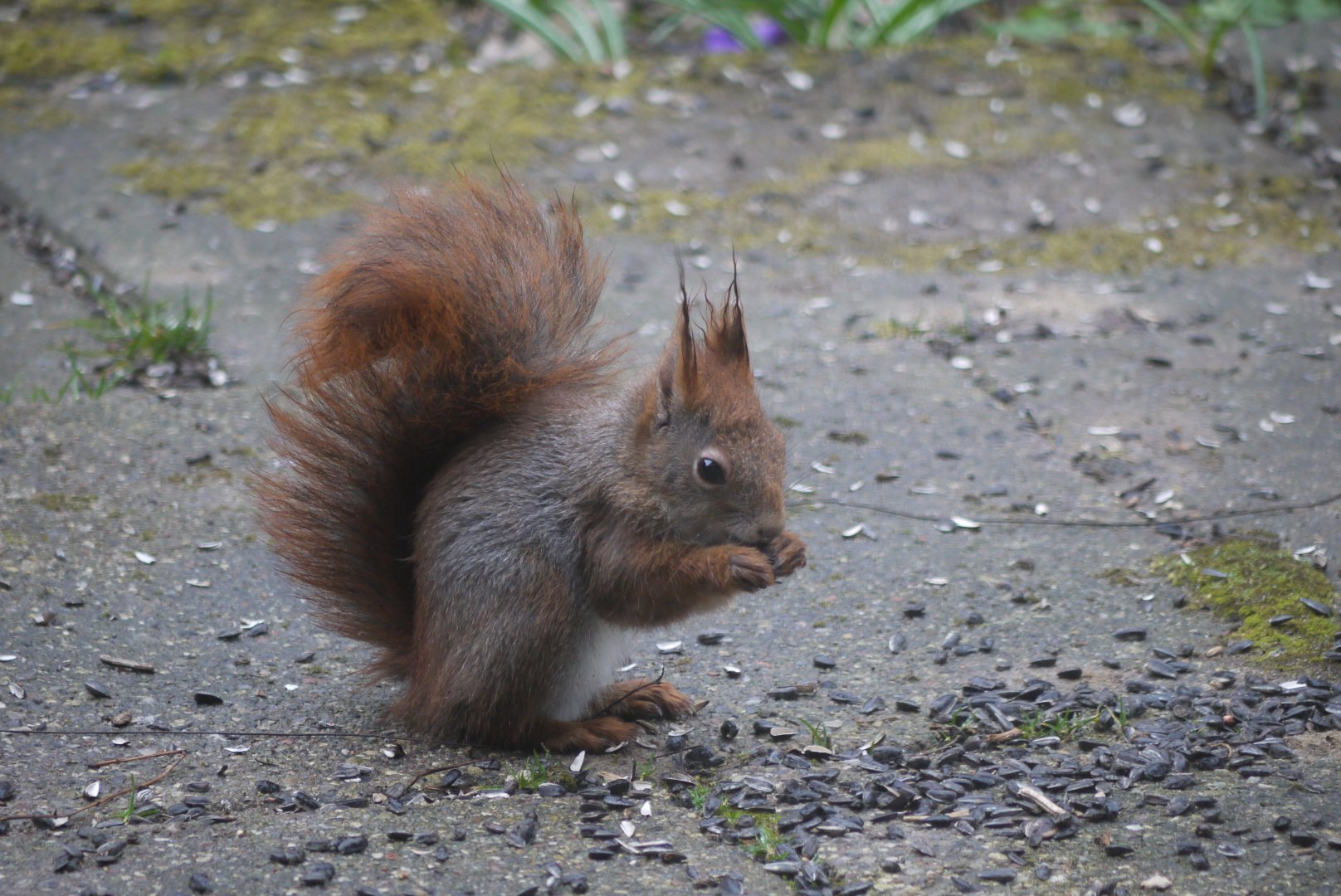 Red Squirrel