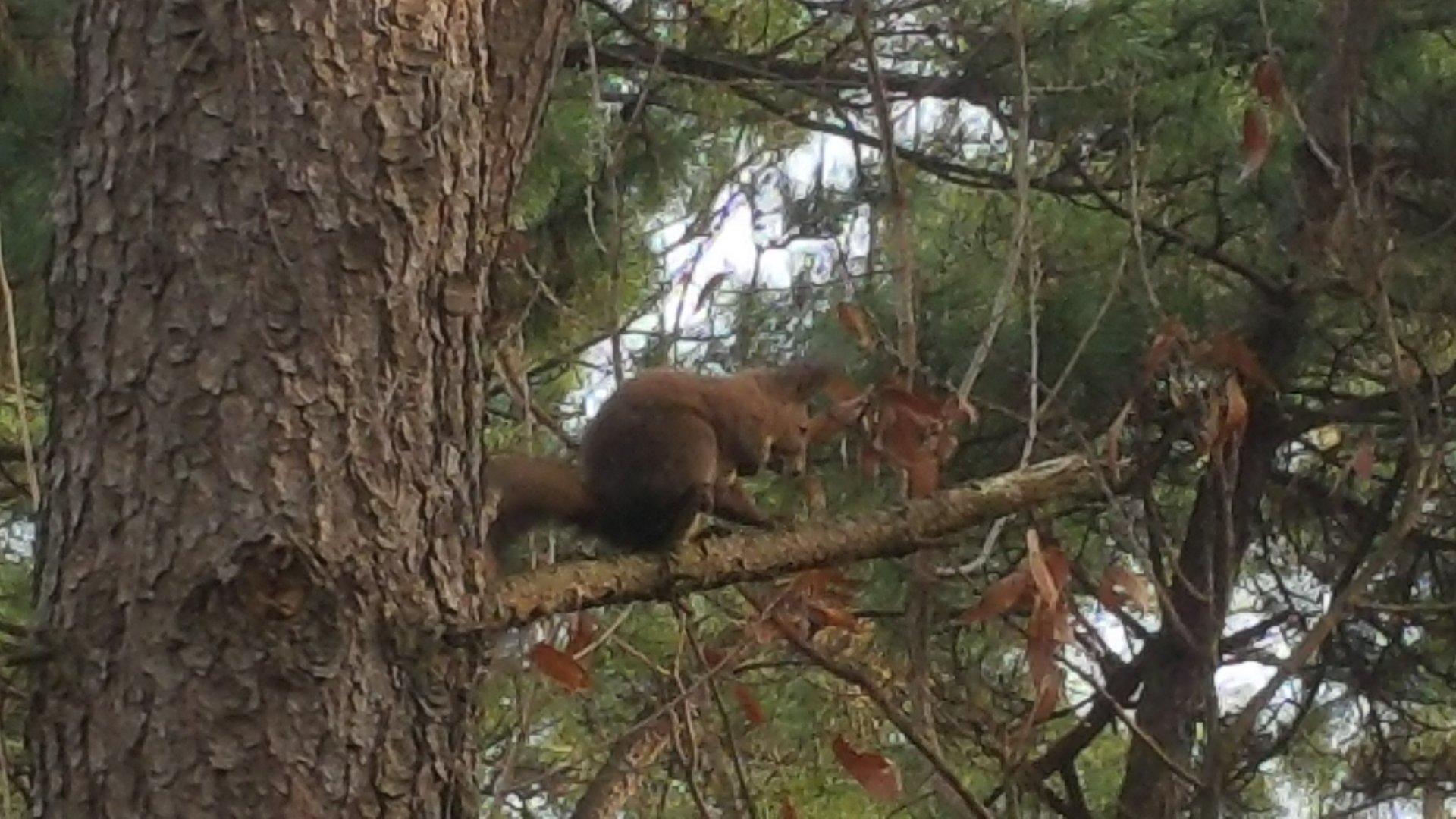 Red Squirrel