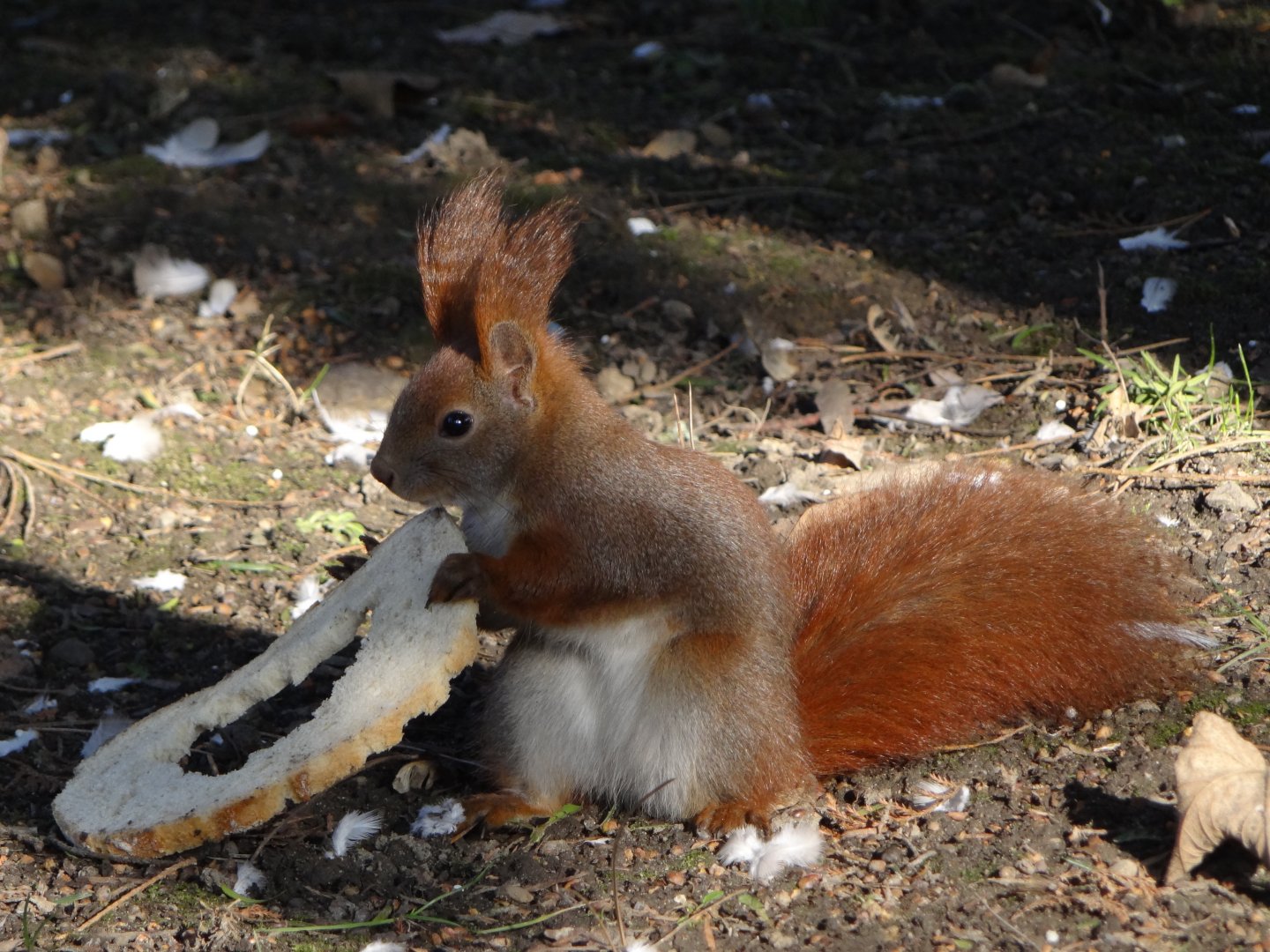 Red Squirrel