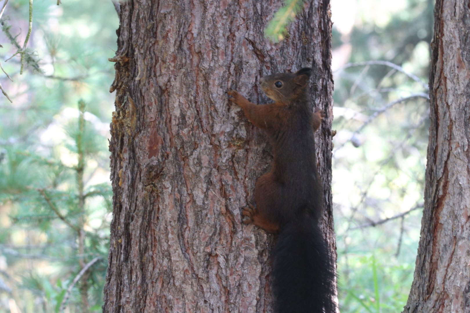 Red squirrel