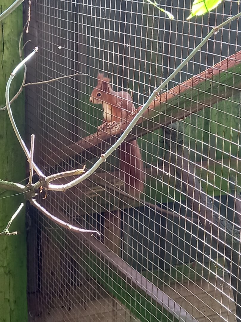 Red Squirrel