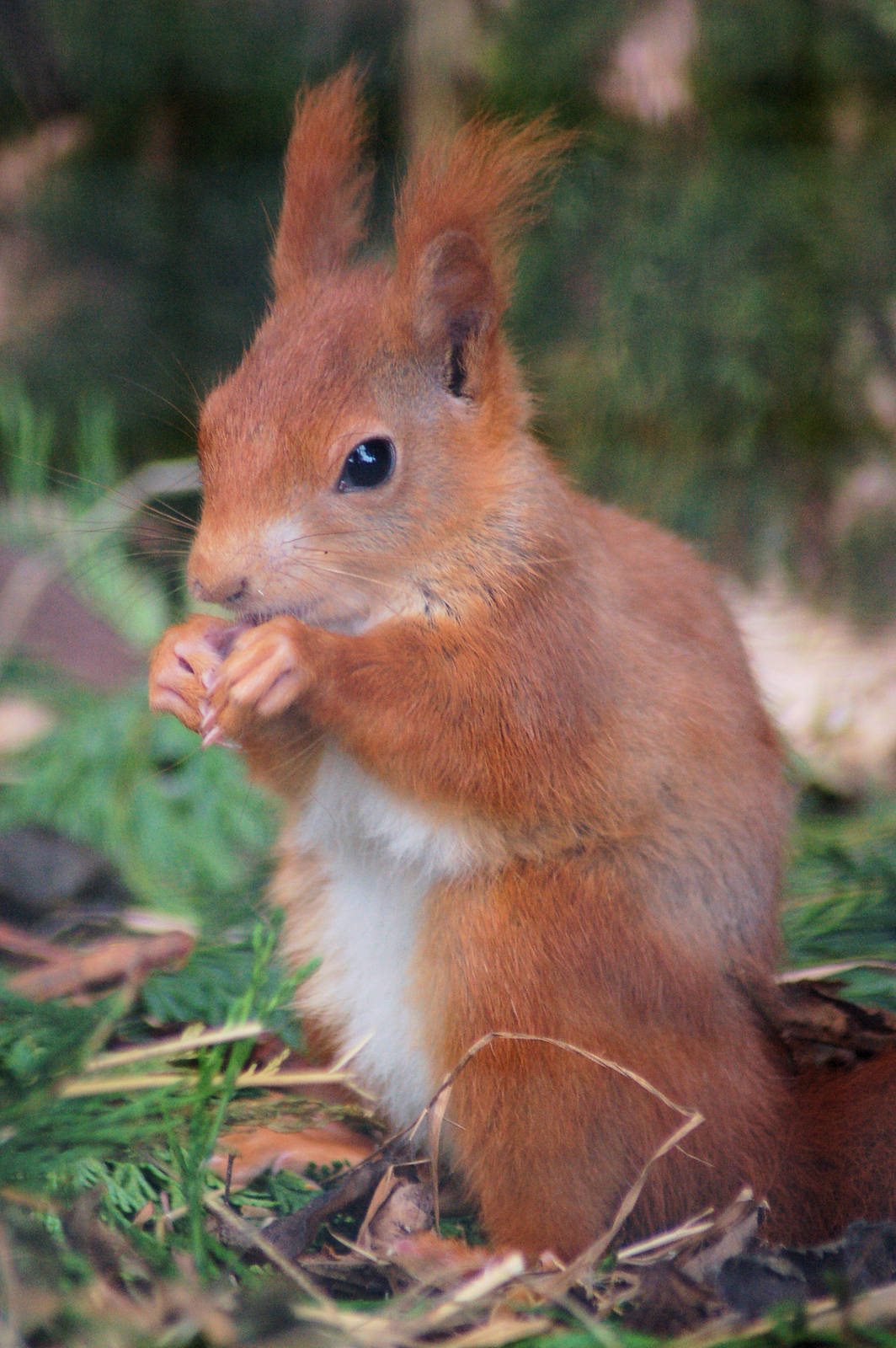 Red Squirrel