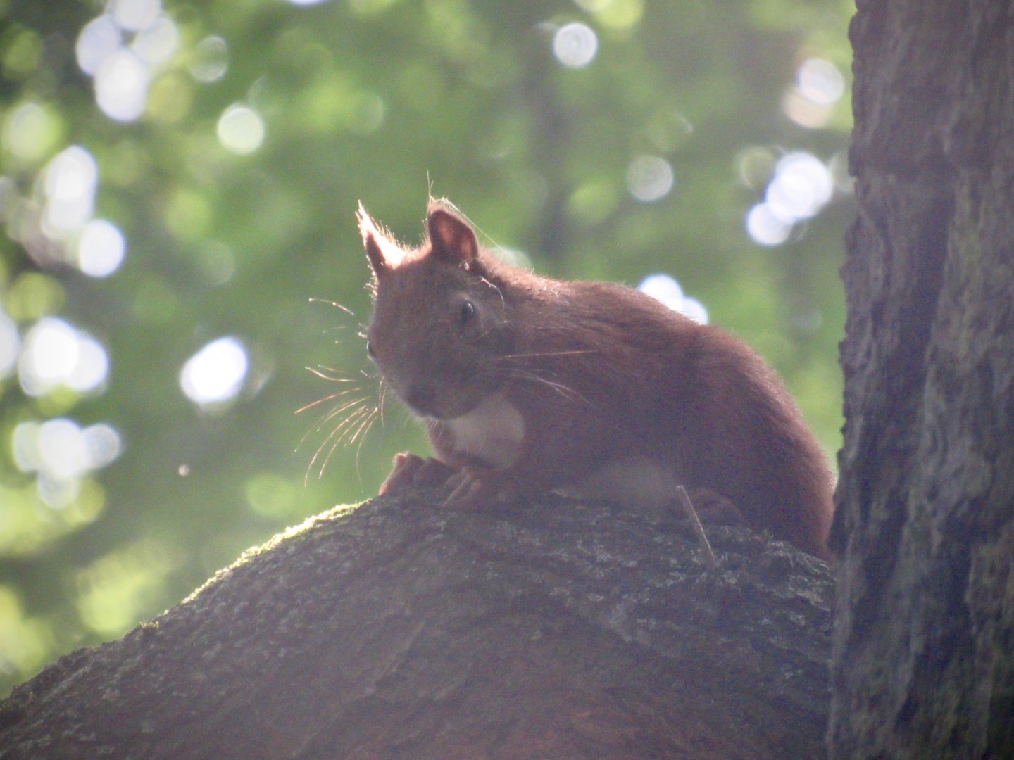 Red squirrel