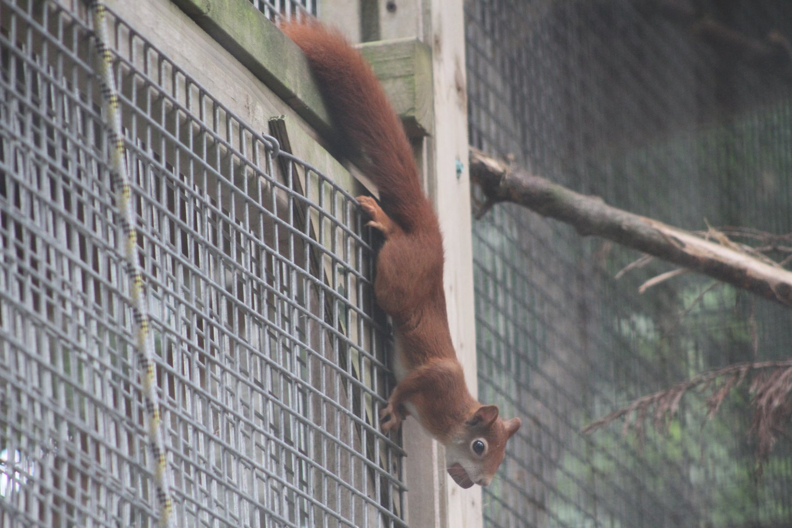 Red Squirrel