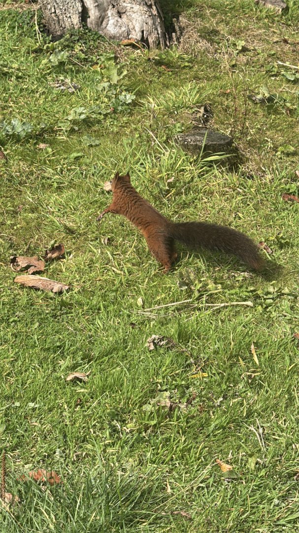 Red Squirrel