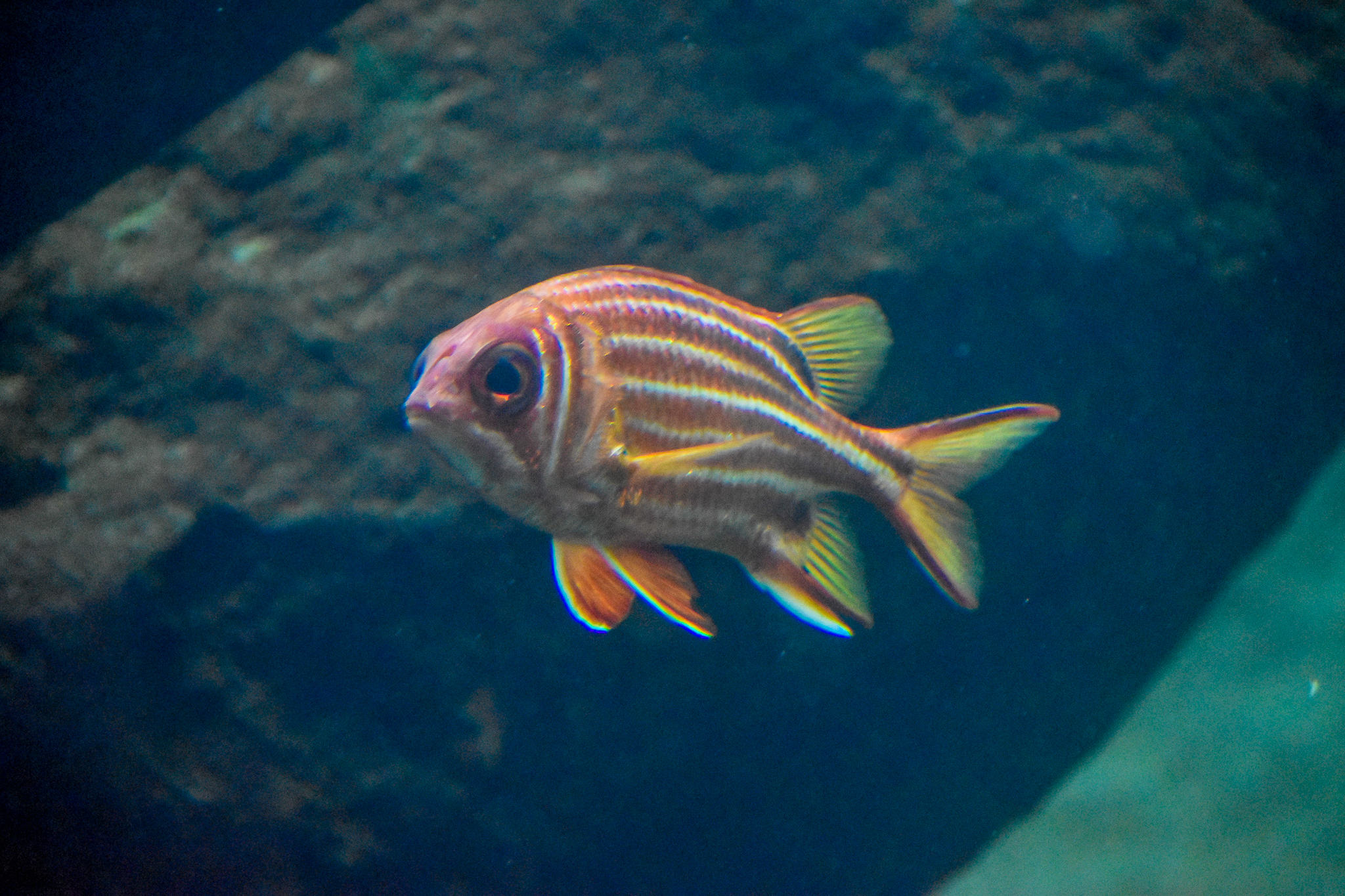 Red Squirrelfish (Sargocentron rubrum)