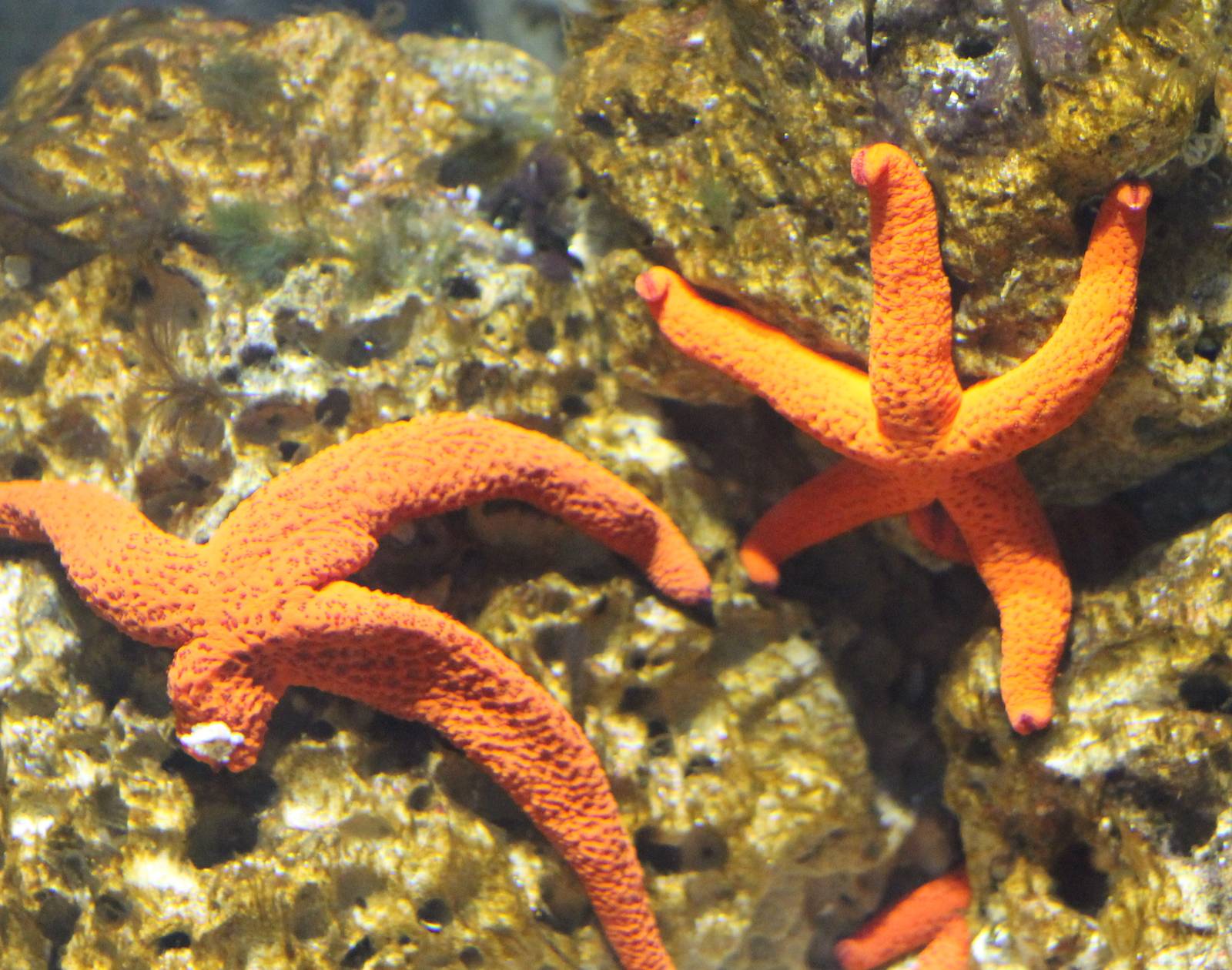 Red starfish