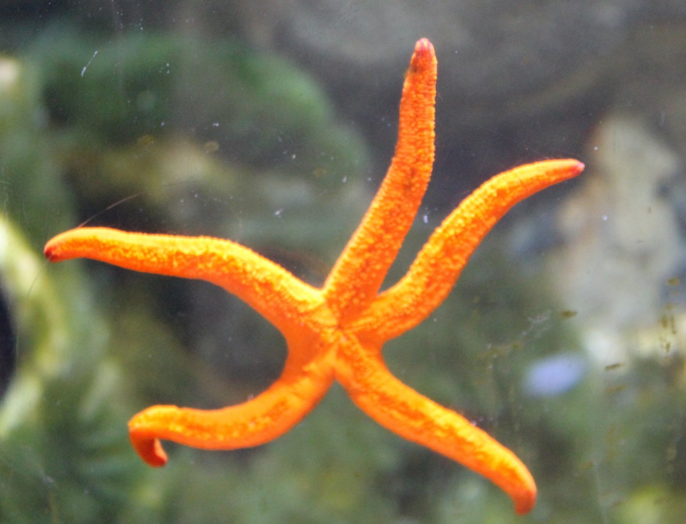 Red starfish