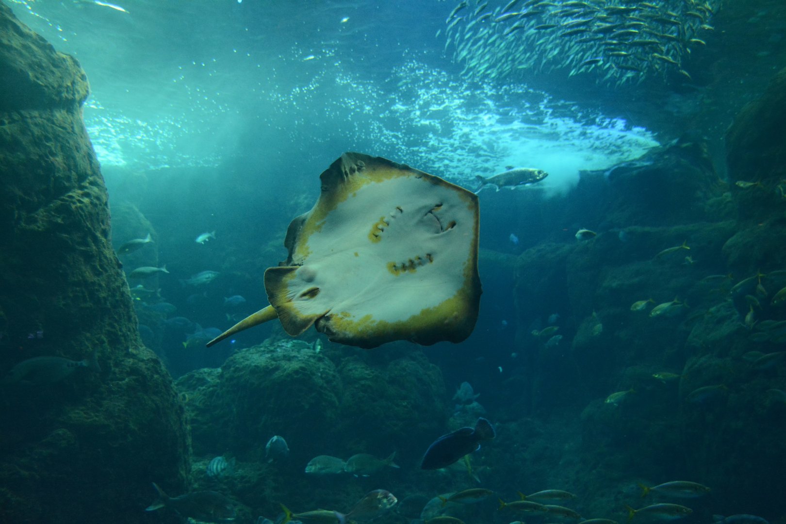 Red stingray (Hemitrygon akajei)