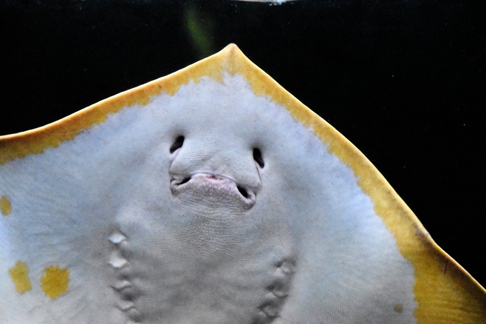 Red stingray, Hemitrygon akajei