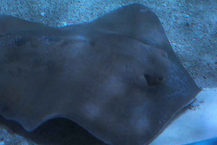 Red stingray (Hemitrygon akajei)