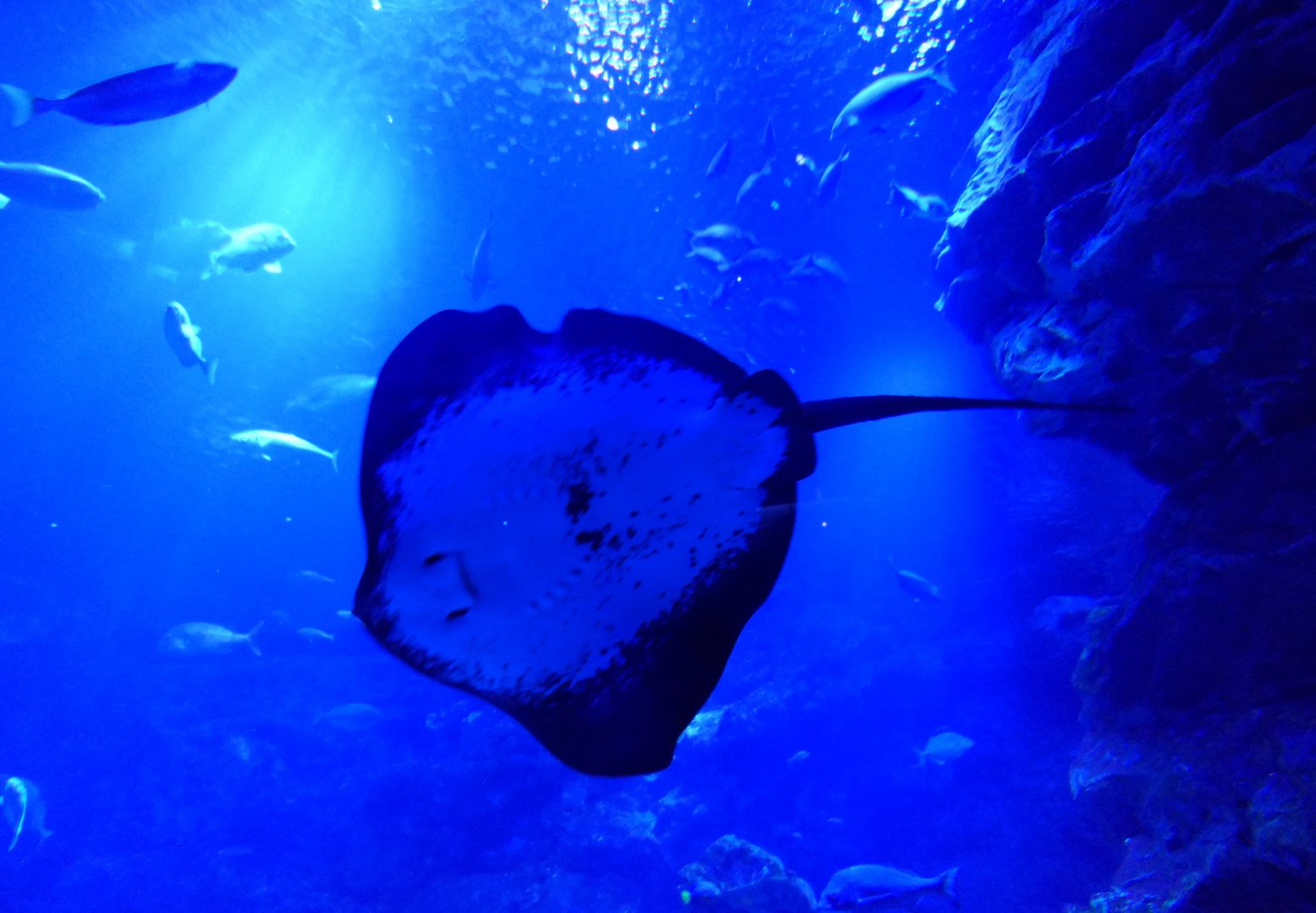 Red Stingray (Hemitrygon akajei)
