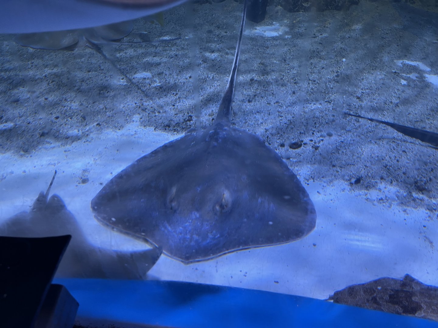 red stingray (hemitrygon akajei)