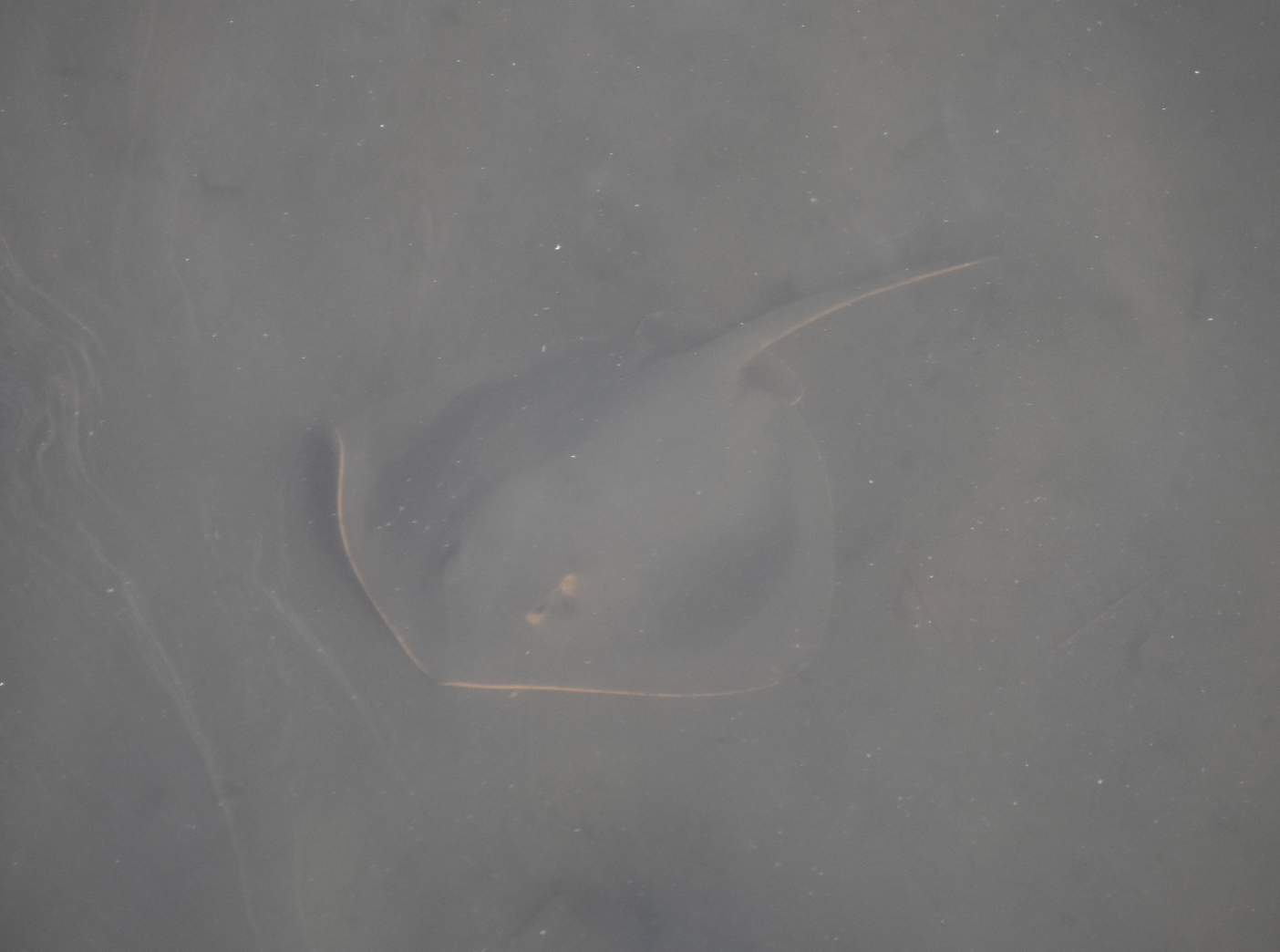 Red Stingray ~ Tokyo Port Wild Bird Park