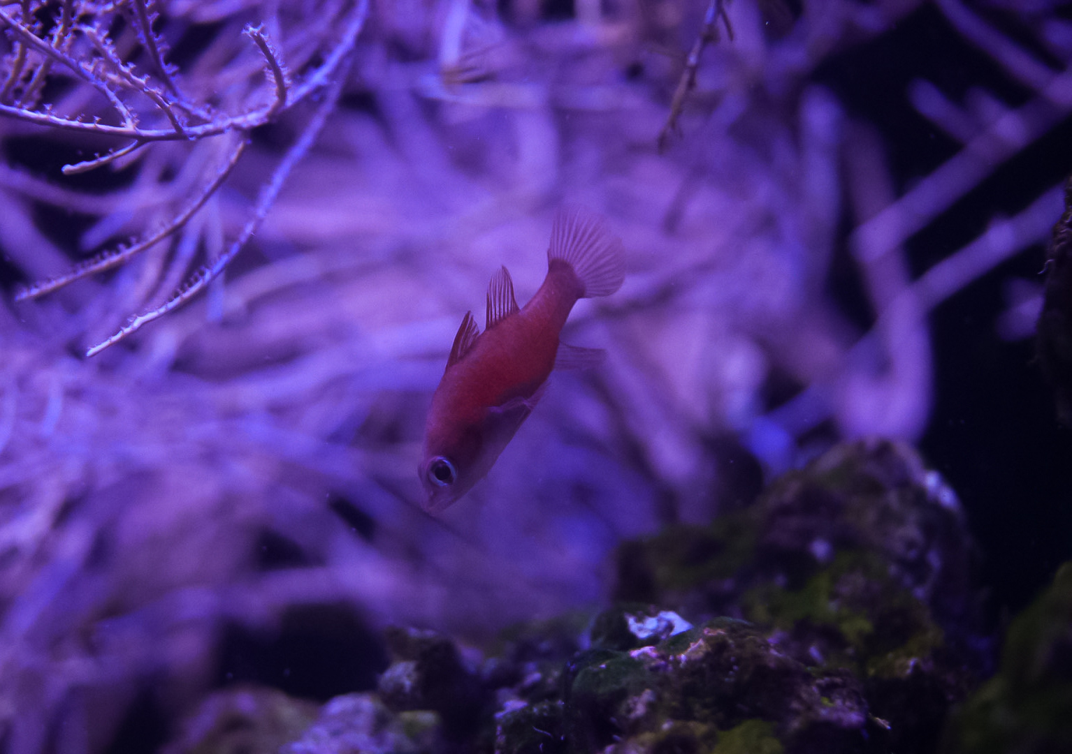 Red Stoplight Cardinalfish