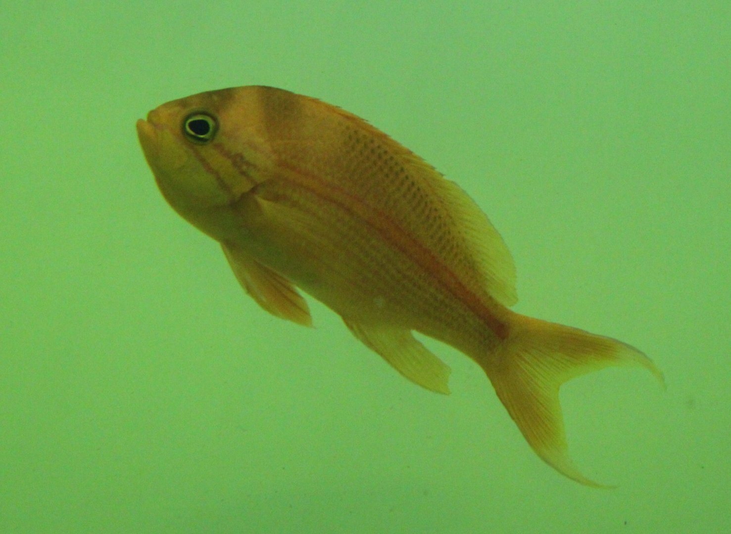 Red-stripe anthias - Pseudanthias fasciatus