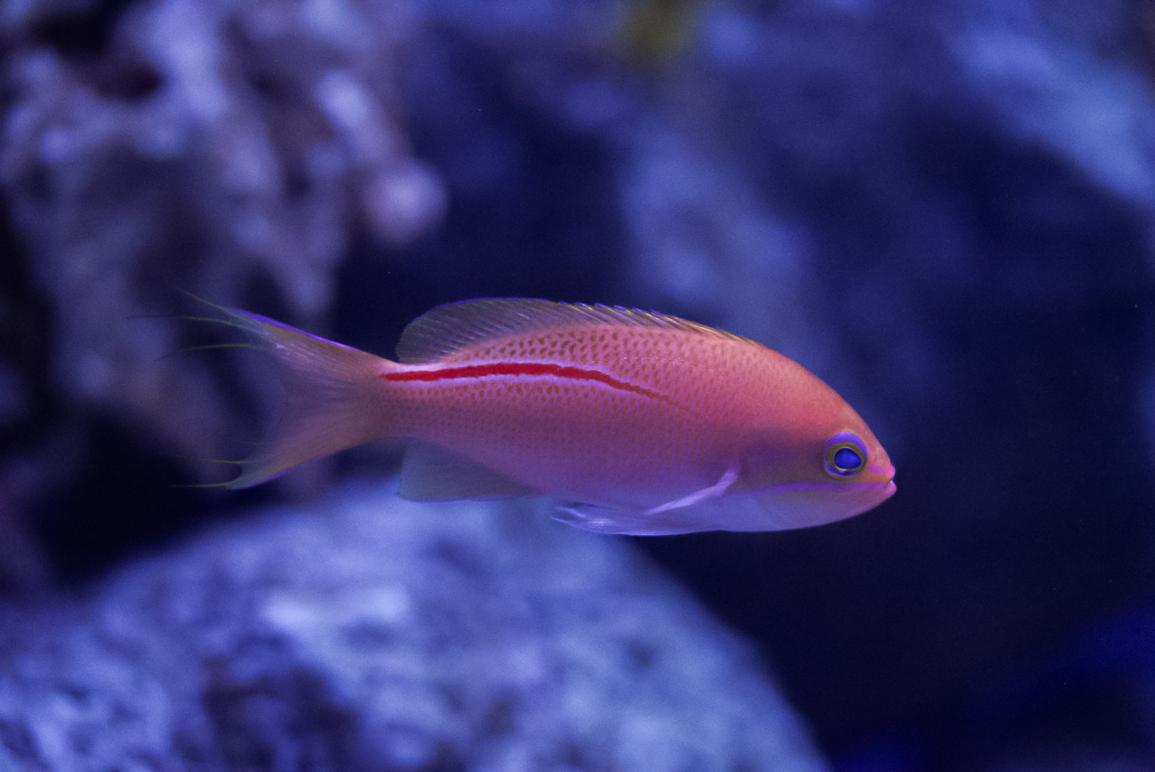 Red Stripe Anthias