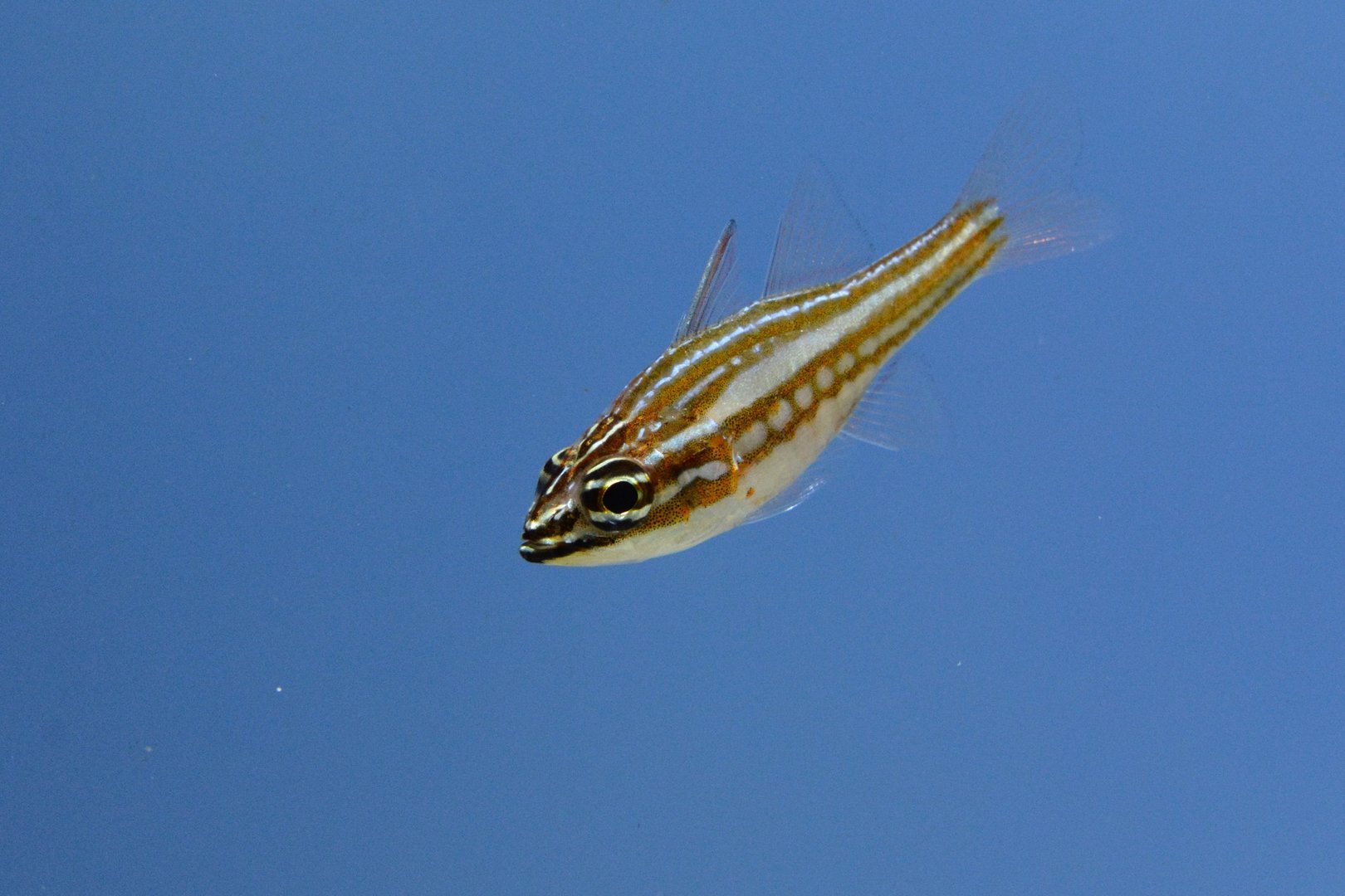 Red-striped cardinalfish (Ostorhinchus margaritophorus)