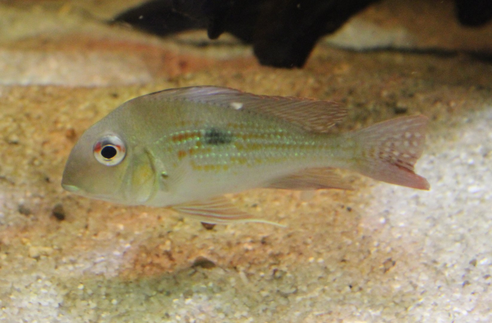Red-striped earth eater - Geophagus surinamensis