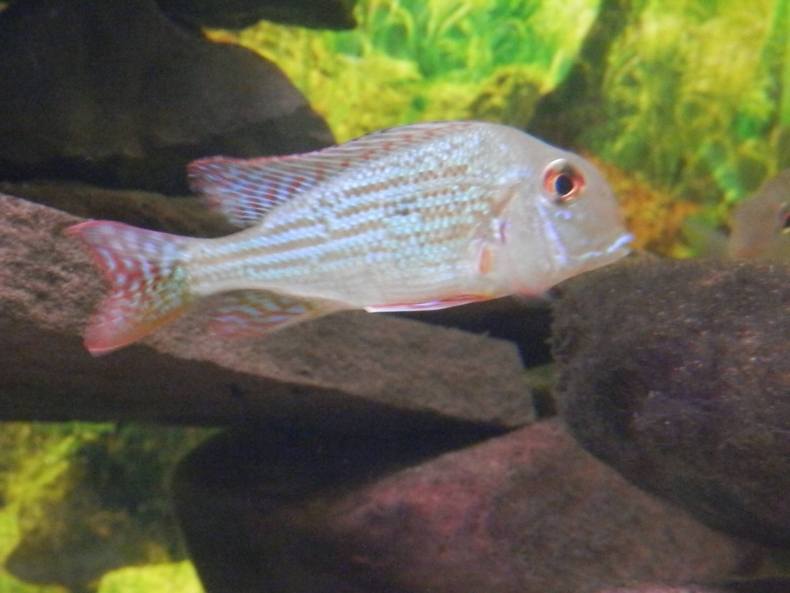 Red Striped Earth Eater