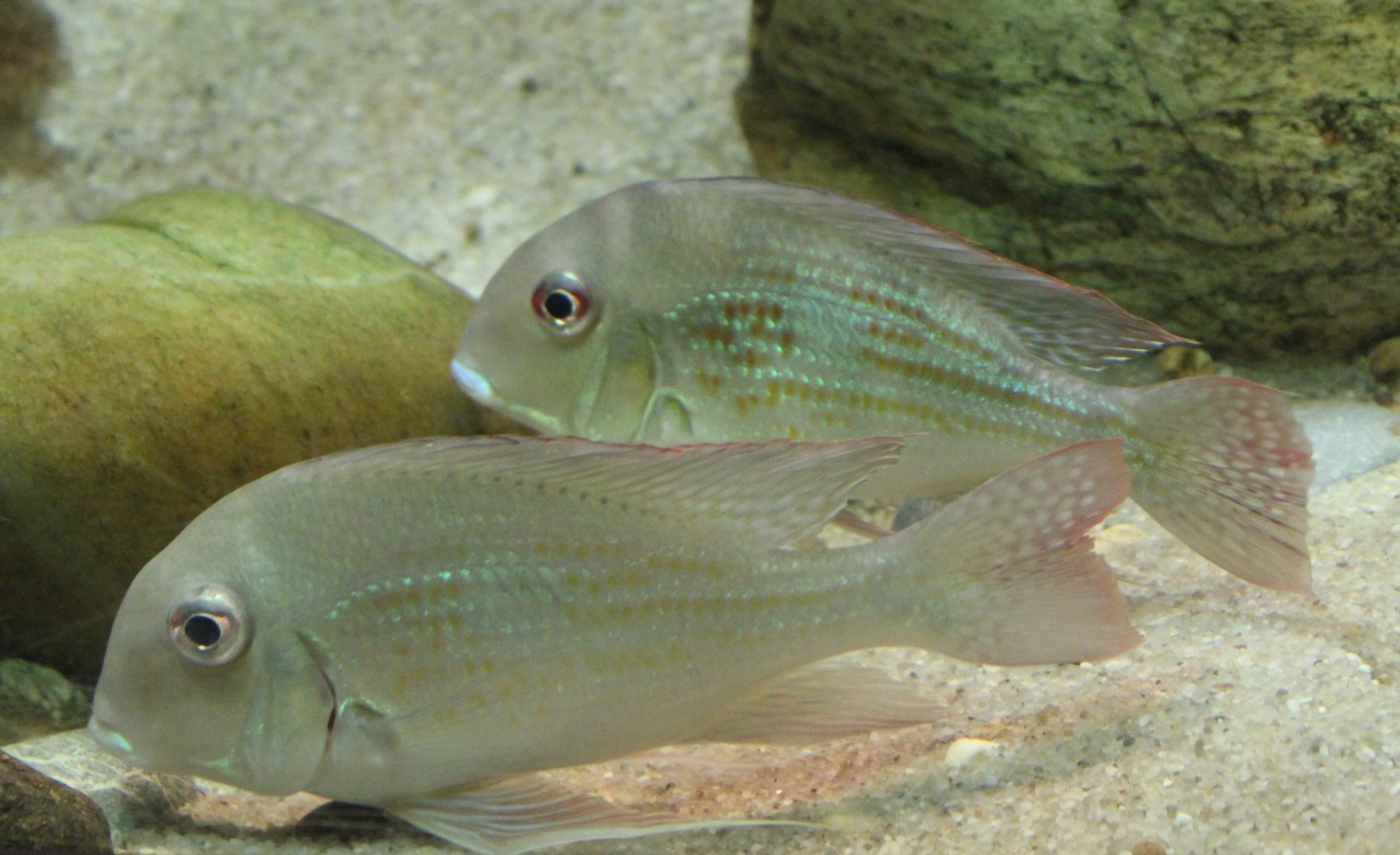 Red-striped earth eaters - Geophagus surinamensis