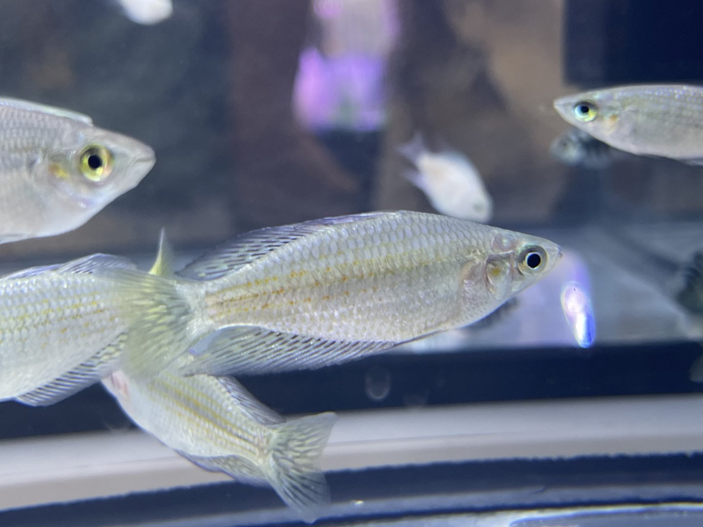red-striped rainbowfish (melanotaenia rubrostriata)