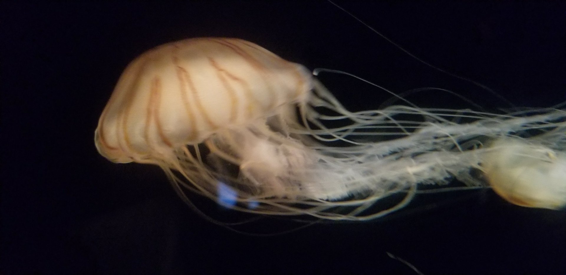 Red Striped Sea Nettle